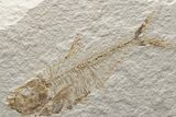 Fossil Fish (Diplomystus) - Green River Formation #224670-1